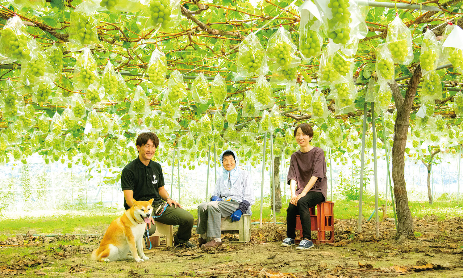 GEAR FARM 島根県雲南市でシャインマスカット・デラウェア・ピオーネを栽培しているぶどう園