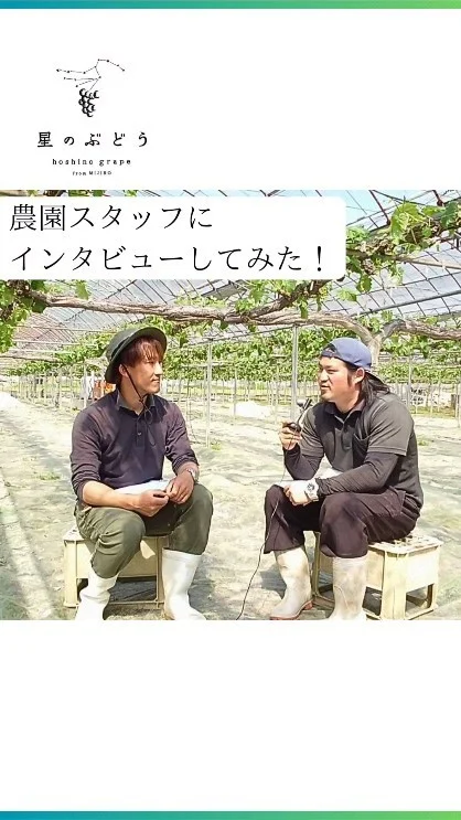 【働きやすい農園を目指してます】
農園で働くスタッフさんにインタビューしてみた！

農林大学校果樹専攻を卒業した後、令和5年4月からギアファームで社員として働きはじめ、将来は独立して自営農家を目指している糸原さんです。

┈┈┈┈┈┈┈┈┈┈
🍇星のぶどうの購入方法
ネットショップにて販売中！
 @gearfarm.hoshino　の
プロフィールトップURLをクリック
→「ネットで購入」からご購入可能です。
⁡
⁡
購入前に聞いておきたいこと
ご要望などがございましたら
お気軽にDMや公式LINEにてお問い合わせください☺️

┈┈┈┈┈┈┈┈┈┈
⁡
#ぶどう
#ぶどう農家
#ぶどう栽培
#シャインマスカット
#星のぶどう
#お取り寄せギフト
#雲南市
#島根
#農業求人