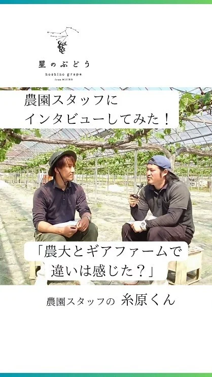 【働きやすい農園を目指してます】
農園で働くスタッフさんにインタビューしてみた！part3

農林大学校果樹専攻を卒業した後、令和5年4月からギアファームで社員として働きはじめ、将来は独立して自営農家を目指している糸原さんです。

┈┈┈┈┈┈┈┈┈┈
🍇星のぶどうの購入方法
ネットショップにて販売中！
 @gearfarm.hoshino　の
プロフィールトップURLをクリック
→「ネットで購入」からご購入可能です。
⁡
⁡
購入前に聞いておきたいこと
ご要望などがございましたら
お気軽にDMや公式LINEにてお問い合わせください☺️

┈┈┈┈┈┈┈┈┈┈
⁡
#ぶどう
#ぶどう農家
#ぶどう栽培
#シャインマスカット
#星のぶどう
#お取り寄せギフト
#雲南市
#島根
#農業求人