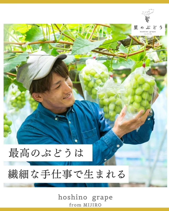 【1粒1粒に全神経集中】

僕の仕事は、至宝の1粒で食べる人を笑顔にして、人と人絆を繋ぎ縁を深め、あなたの人生を豊かにすること。

美味しいだけでなく、見た目の美しいぶどうをお届けするため、1房、1粒に神経を集中させ、オンリーワンな作品を育てていきます。

┈┈┈┈┈┈┈┈┈┈

🍇星のぶどうの購入方法
ネットショップにて販売中！
 @gearfarm.hoshino　の
プロフィールトップURLをクリック
→「ネットで購入」からご購入可能です。
⁡
⁡
購入前に聞いておきたいこと
ご要望などがございましたら
お気軽にDMにお問い合わせください。

┈┈┈┈┈┈┈┈┈┈
⁡
#ぶどう
#ぶどう農家
#ぶどう栽培
#シャインマスカット
#星のぶどう
#お取り寄せギフト
#雲南市
#島根