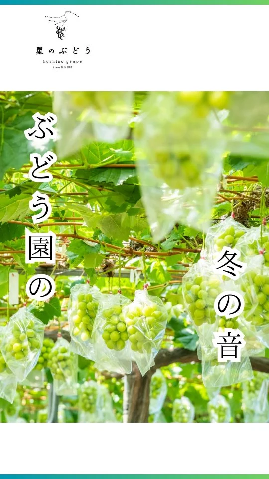 ぶどう園の冬の音。

ハサミが枝に入る「チョキ」という音。

冷たい風が園を抜けていく音。

冬の剪定は、ただ枝を切る作業ではありません。

夏に実る一房を思い浮かべながら、一本一本の枝と真剣に向き合う、大切な時間です。

迷いながら、考えながら、ぶどうの声を聞くようにハサミを入れる。

冬の一手一手が、その年のぶどうのすべてを決めていきます。

この音が、夏につながっていきます。

#島根県雲南市 #ぶどうギフト #贈り物