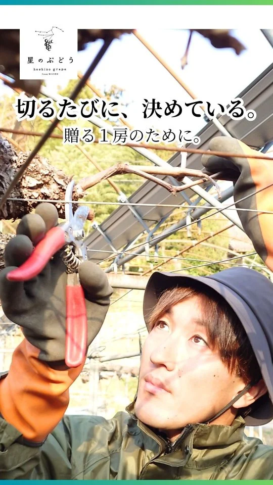 枝を切るたびに
本当にこれで良かったのかと
心のどこかで問い直しています。

本当はどれが正解なのか
育ってみないと正直分からない。

それでも自分を信じて
その年のぶどうと
その年の自分に
ちゃんと向き合って決める。

冬に手放したものがあるから
夏に残せる1房がある。

この判断が
あなたの大切な気持ちを届ける
1房のぶどうにつながっていれば嬉しいです。

#冬の剪定
#島根ぶどう
#贈り物